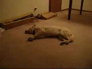 4.gif