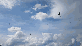 9.gif