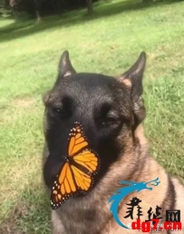 在菲律宾 很多时候人不如犬~