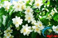 菲律宾国家标志，带你快速了解菲律宾这个国家！