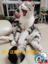 疫情苦中作乐，解封之后还是苦中作乐